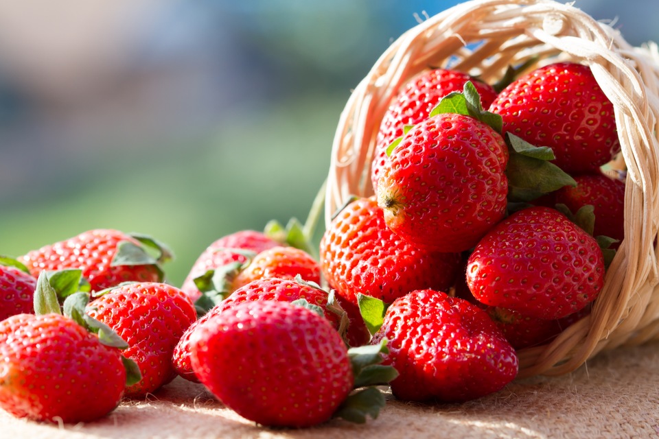 August Trivia: Which Local Florida City is Known For Their Strawberries?