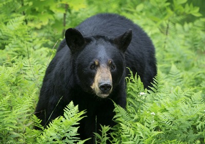 What Lake County City Has a “Bearry” Interesting Dilemma?