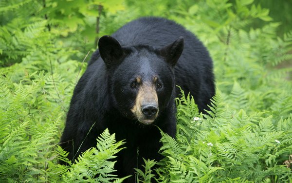 What Lake County City Has a “Bearry” Interesting Dilemma?