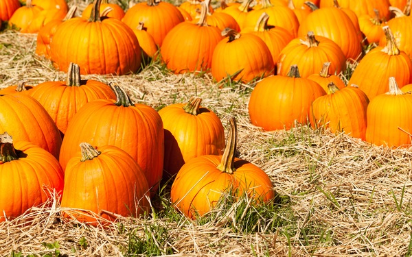 Making It Your Favorite Fall Ever: 5 Things to Do in Lake County