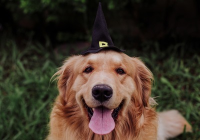 Celebrating a Pup-Friendly Halloween