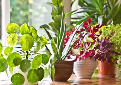 Lush and Lucky: Our Favorite Houseplants for Home