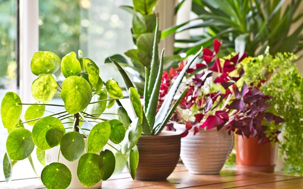 Lush and Lucky: Our Favorite Houseplants for Home