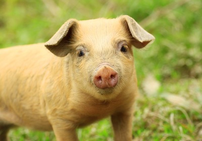 March Trivia: Where Can You Find a “Pig on the Pond” in Lake County?