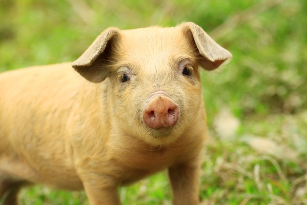 March Trivia: Where Can You Find a “Pig on the Pond” in Lake County?
